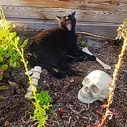 Kit Kat joined the competition — help win amazing prizes! black_cat, cat, garden, plants, soil, wooden_fence, skull_prop, bones, outdoor, daylight, nature, pet, animal, yawning_cat, spooky, decorations, greenery, sunlight, shadow, relaxing_cat