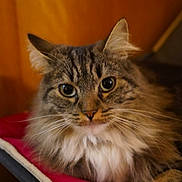 Poussière participe au concours pour gagner de l'argent avec cette photo : animal, cat, closeup, cozy, cushion, cute, domestic, ears, feline, fluffy, fur, indoor, looking, pet, portrait, relaxed, resting, soft, tabby, whiskers