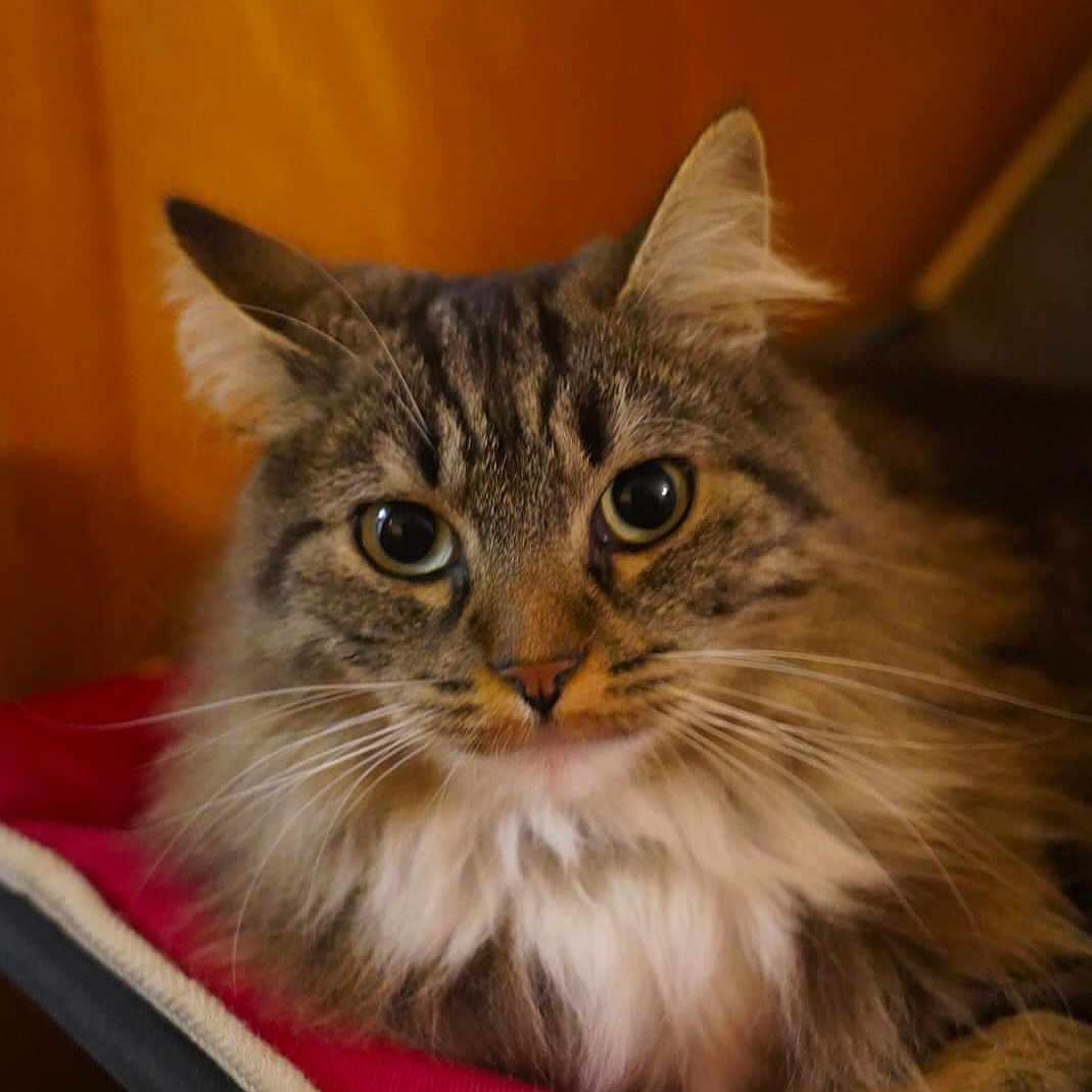 Poussière