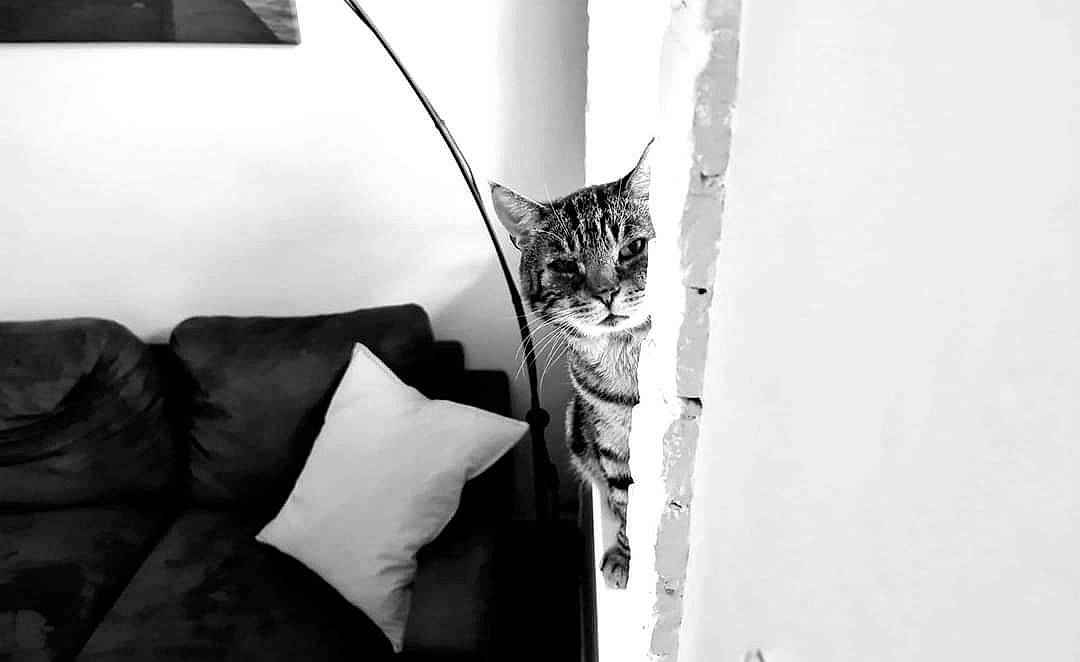 Hilia participe au concours pour gagner de l'argent avec cette photo : black_and_white, cat, felidae, monochrome, monochrome_photography, photography, small_to_medium_sized_cats, snapshot, still_life_photography, stock_photography, style, whiskers, white