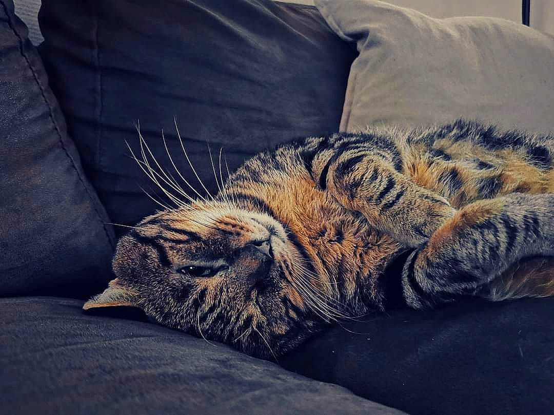 Hilia participe au concours pour gagner de l'argent avec cette photo : carnivore, cat, domestic_short_haired_cat, dragon_li, egyptian_mau, european_shorthair, felidae, fur, furniture, nap, paw, pixie_bob, sleep, small_to_medium_sized_cats, snout, tabby_cat, textile, toyger, whiskers