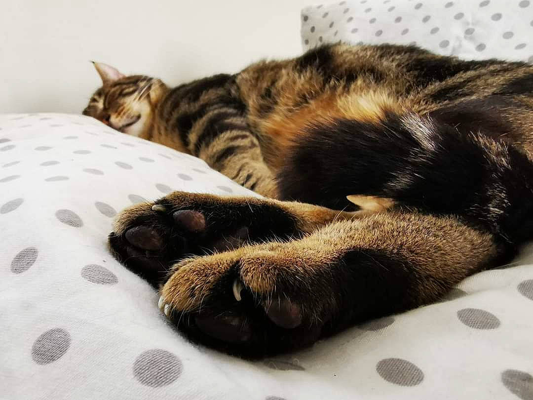 Hilia a rejoint le concours — aidez-le/la à gagner de superbes lots ! american_shorthair, asian, bengal, carnivore, cat, cat_bed, claw, comfort, dragon_li, egyptian_mau, european_shorthair, felidae, fur, nap, paw, small_to_medium_sized_cats, snout, tabby_cat, tail, whiskers