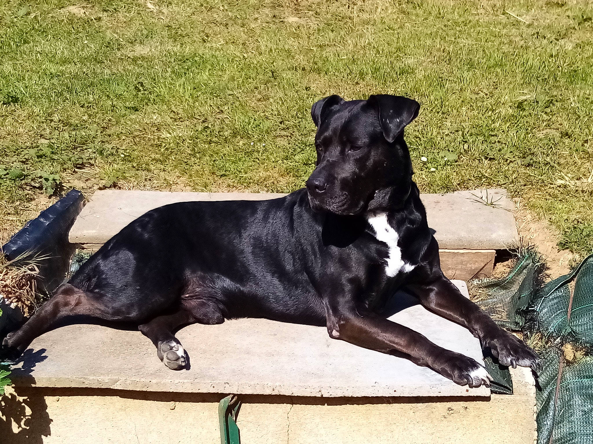 Mabrouk a rejoint le concours — aidez-le/la à gagner de superbes lots ! alaunt, canidae, carnivore, companion_dog, dog, dog_breed, guard_dog, hunting_dog, mammal, non_sporting_group, patterdale_terrier, plant, sporting_group, vertebrate, working_dog