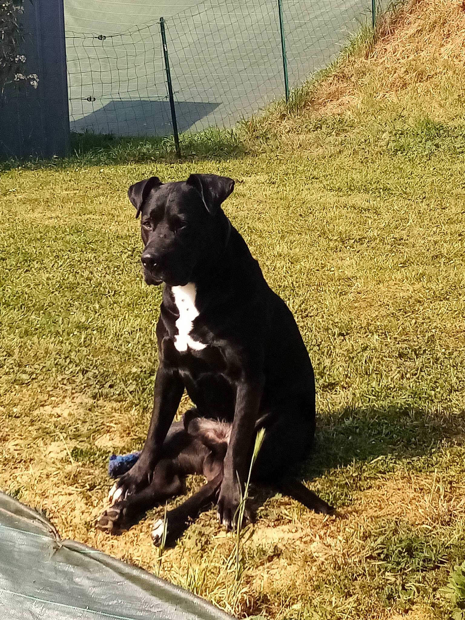 Mabrouk participe au concours pour gagner de l'argent avec cette photo : alaunt, american_pit_bull_terrier, american_staffordshire_terrier, cane_corso, canidae, carnivore, companion_dog, dog, dog_breed, grass, guard_dog, mammal, molosser, non_sporting_group, plant, snout, sporting_group, staffordshire_bull_terrier, terrier, vertebrate