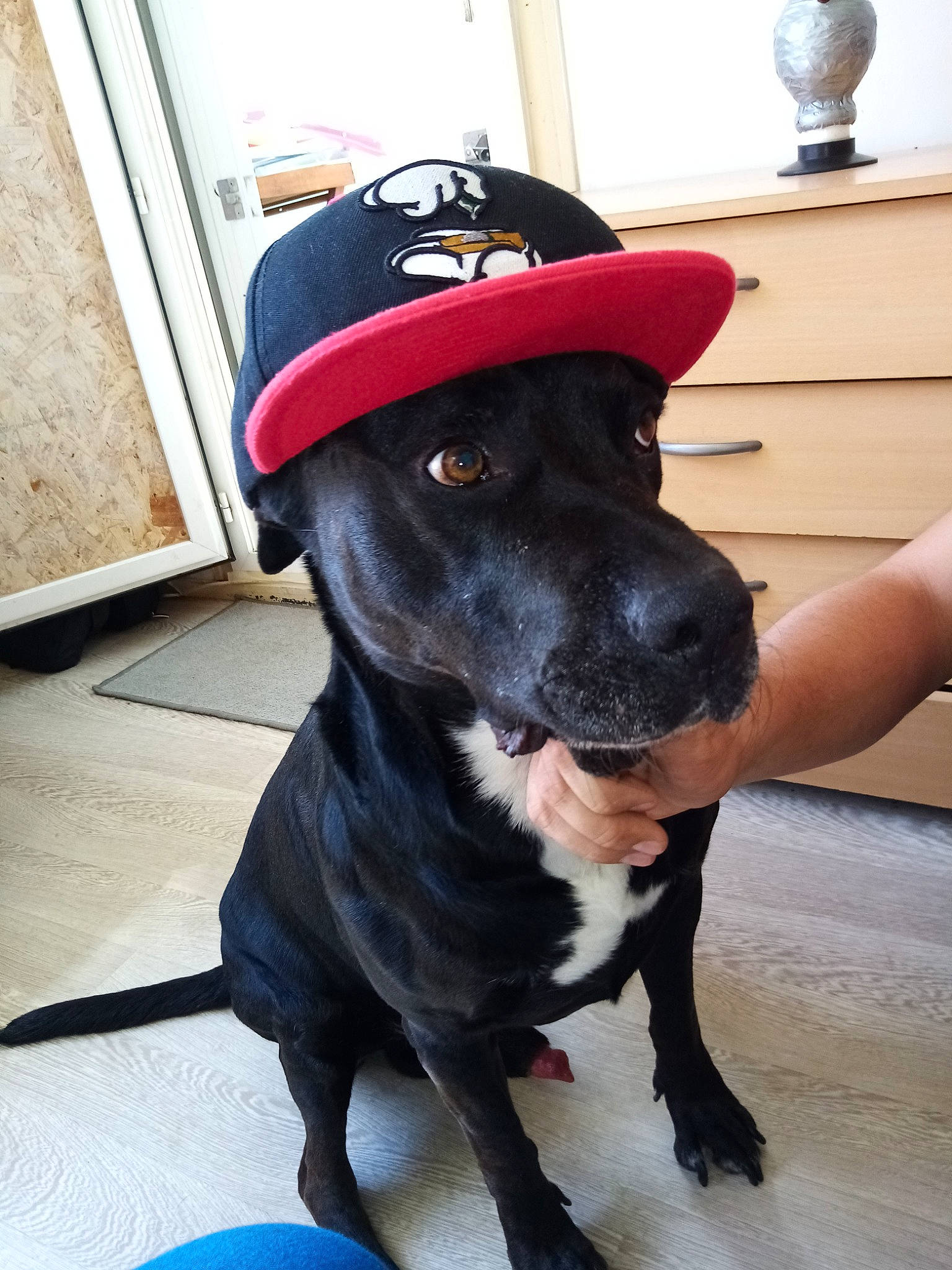 Mabrouk participe au concours pour gagner de l'argent avec cette photo : american_pit_bull_terrier, american_staffordshire_terrier, bandog, canidae, carnivore, dog, dog_breed, fashion_accessory, hat, headgear, mammal, non_sporting_group, pit_bull, puppy, rare_breed_dog, snout, sporting_group, staffordshire_bull_terrier