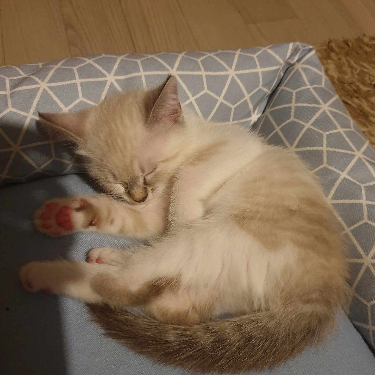 Olaf participe au concours pour gagner de l'argent avec cette photo : abyssinian, animal, architecture, building, cat, chair, couch, furniture, hardwood, homedecor, indoors, kitten, livingroom, manx, person, pet, plywood, siamese, sleeping, wood