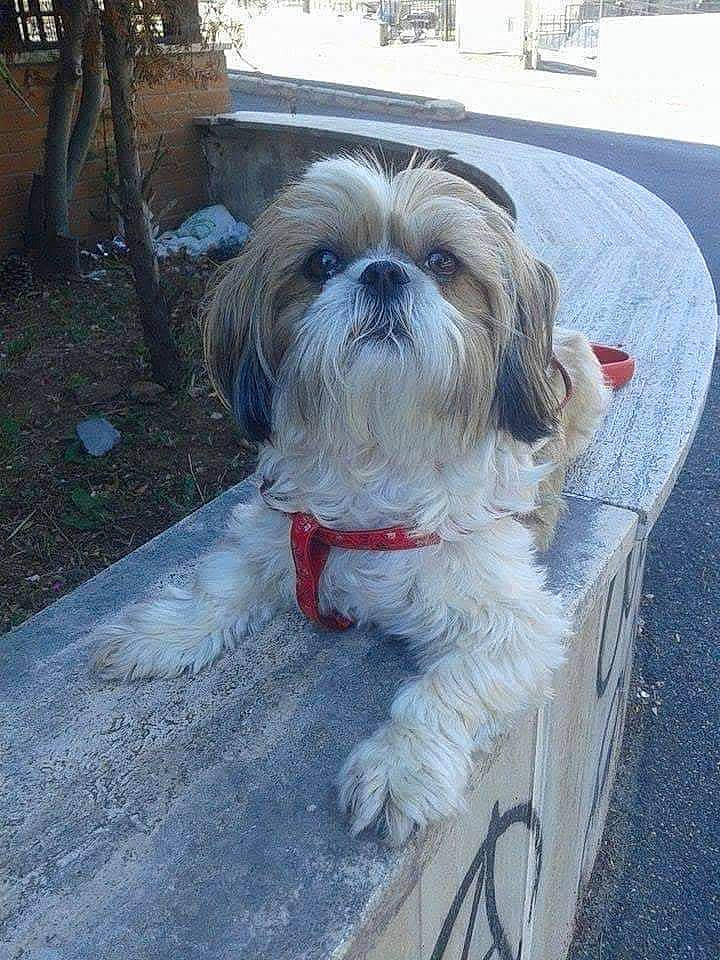 Groseille participe au concours pour gagner de l'argent avec cette photo : automotive_tire, canidae, carnivore, companion_dog, dog, dog_breed, dog_supply, fur, liver, mal_shi, maltepoo, road_surface, shih_poo, shih_tzu, small_terrier, snout, sporting_group, terrier, toy_dog, working_animal