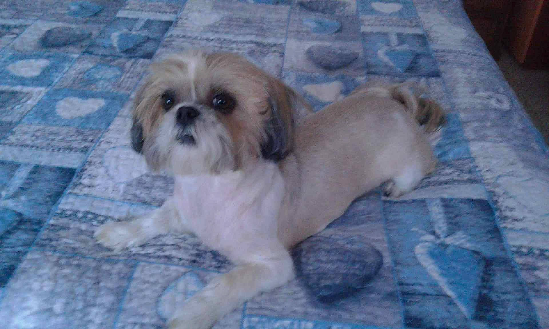 Groseille participe au concours pour gagner de l'argent avec cette photo : canidae, carnivore, companion_dog, dog, dog_breed, fawn, flooring, fur, liver, mal_shi, maltepoo, puppy, shih_poo, shih_tzu, small_terrier, snout, sporting_group, terrier, toy_dog, working_animal