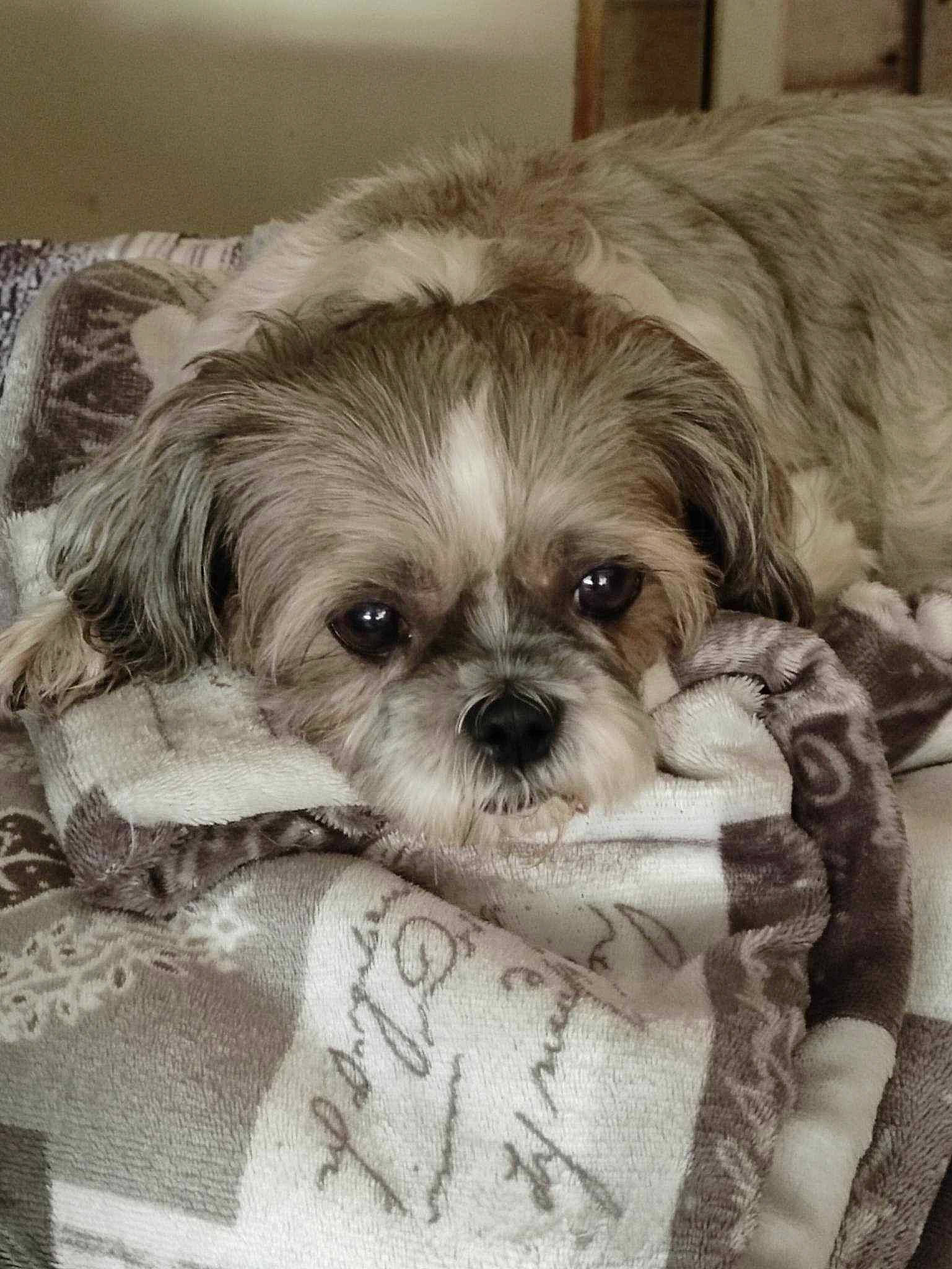 Groseille participe au concours pour gagner de l'argent avec cette photo : canidae, carnivore, companion_dog, dog, dog_breed, dog_supply, fur, liver, mal_shi, maltepoo, puppy, puppy_love, shih_poo, shih_tzu, small_terrier, snout, sporting_group, terrier, toy_dog, working_animal