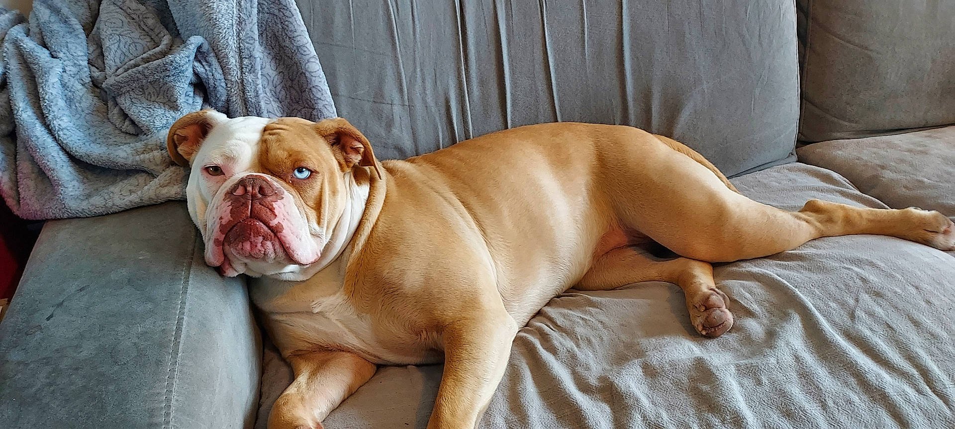 Talia a rejoint le concours — aidez-le/la à gagner de superbes lots ! animal, blanket, blue_eye, brown_eye, bulldog, canine, companion, couch, dog, domestic_animal, furniture, heterochromia, indoor, lying_down, mammal, pet, portrait, relaxed, resting, short_hair