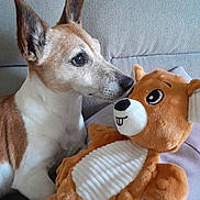 Roxy a rejoint le concours — aidez-le/la à gagner de superbes lots ! dog, plush_toy, couch, indoor, brown, white, sniffing, stuffed_animal, pet, animal, closeup, cute, soft, cozy, relaxed, ears, nose, toy, smile, home