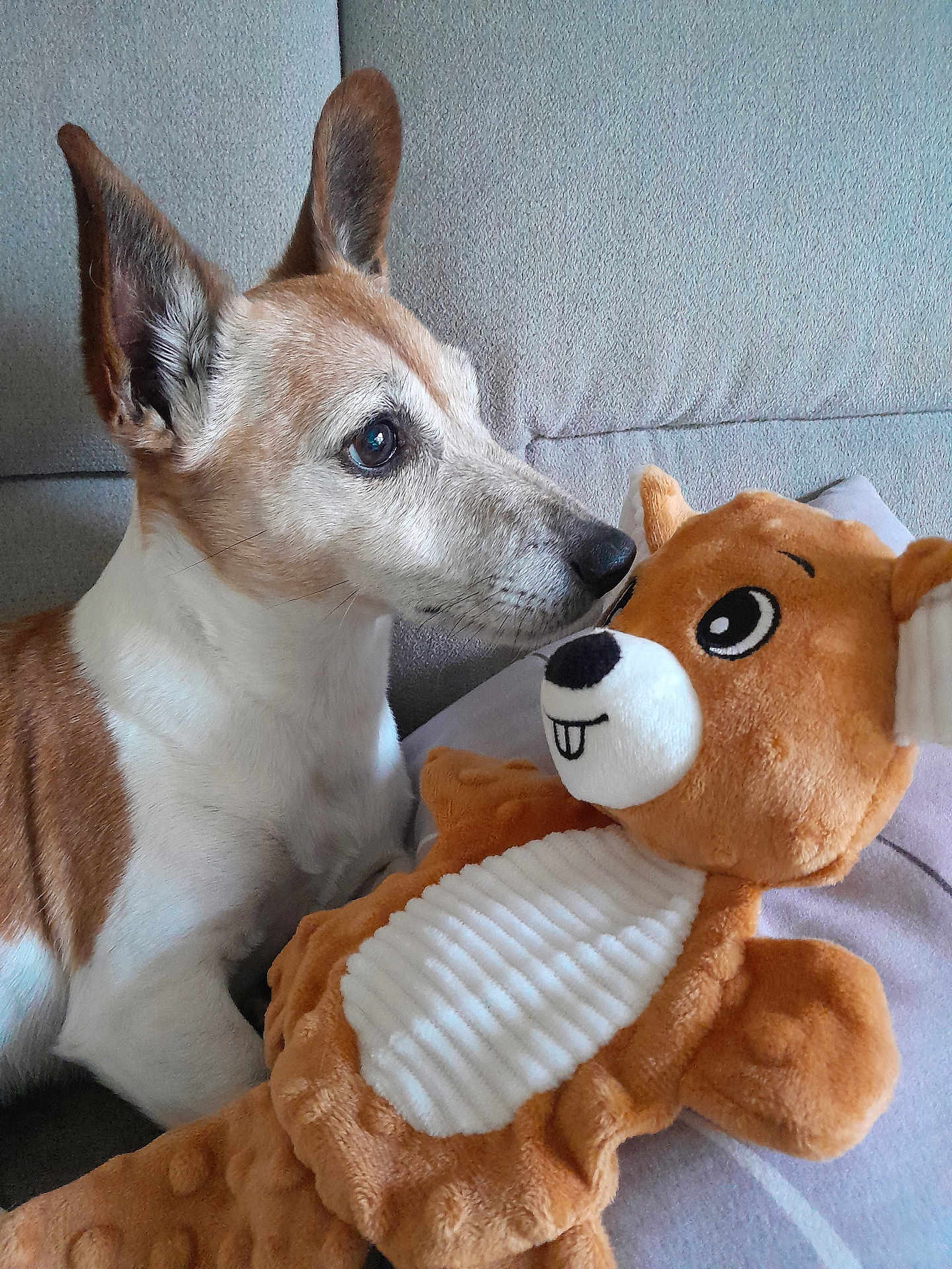 Roxy a rejoint le concours — aidez-le/la à gagner de superbes lots ! dog, plush_toy, couch, indoor, brown, white, sniffing, stuffed_animal, pet, animal, closeup, cute, soft, cozy, relaxed, ears, nose, toy, smile, home