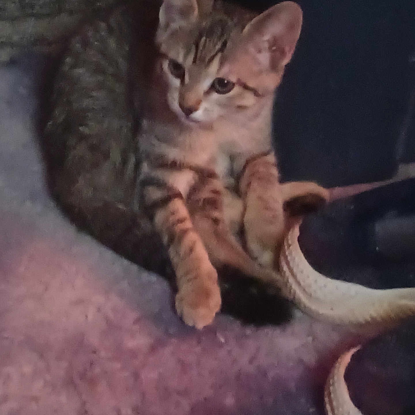 Babyface joined the competition — help win amazing prizes! cat, kitten, tabby, shoes, carpet, floor, indoor, pet, animal, curled_up, feline, young, cozy, domestic, cute, resting, small, fur, whiskers, paws