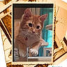 cat, orange_tabby, pet, indoor, photograph, vintage_frame, sepia, collage, curtain, furniture, playful, whiskers, paw, red_collar, bell, window, decor, cute, animal, portrait