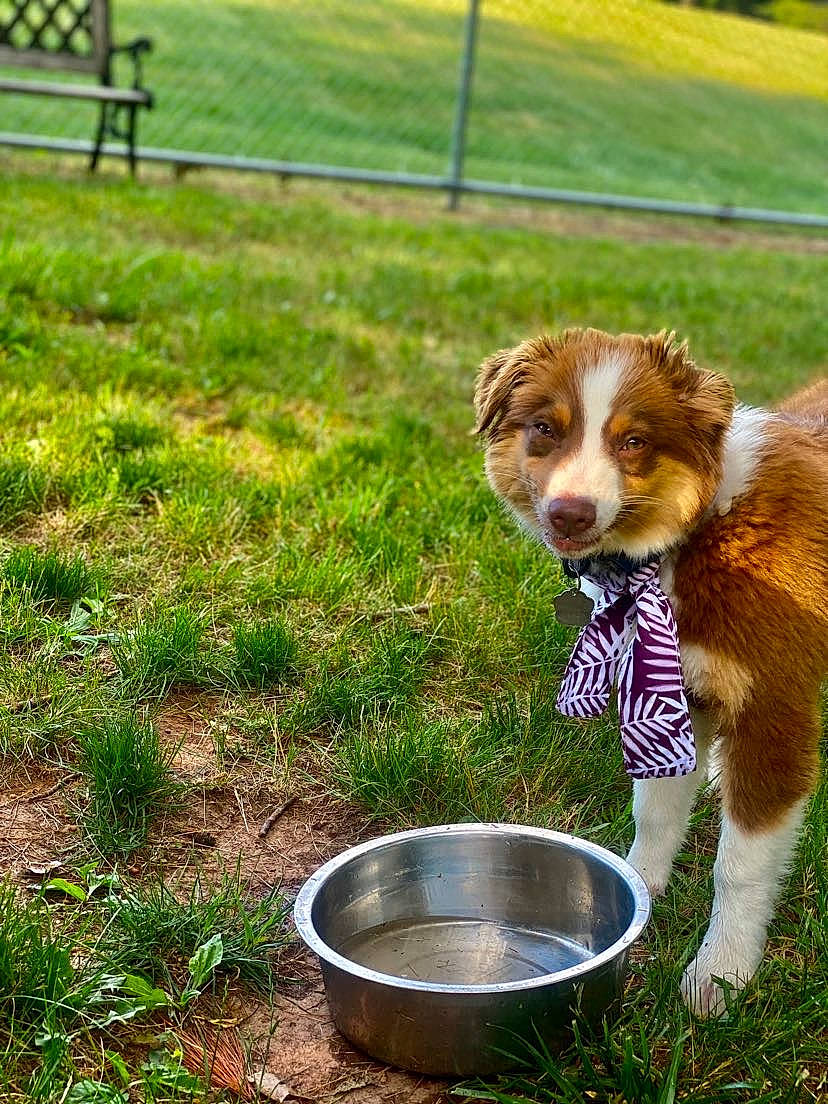 Bee is registered to the contest to win money with this photo: bowl, canidae, carnivore, companion_dog, dog, dog_breed, fawn, fence, grass, grassland, herding_dog, pet_food, pet_supply, plant, recipe, snout, sporting_group, tail, terrestrial_animal, working_animal