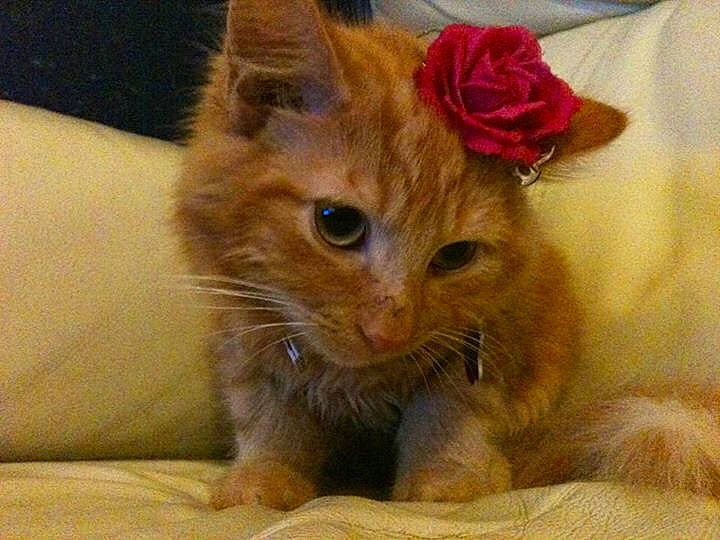 Chester is registered to the contest to win money with this photo: carnivore, cat, claw, comfort, domestic_short_haired_cat, fawn, felidae, flower, fur, paw, small_to_medium_sized_cats, snout, tail, terrestrial_animal, whiskers