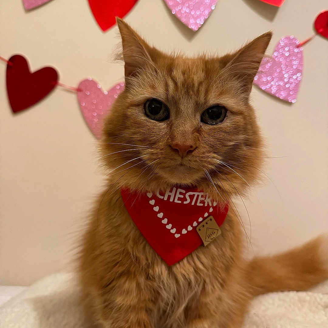 Chester joined the competition — help win amazing prizes! abyssinian, accessories, angora, animal, applique, cat, envelope, formalwear, greetingcard, heart, indoors, interiordesign, kitten, loveheartsymbol, mail, manx, pattern, pet, symbol, tie