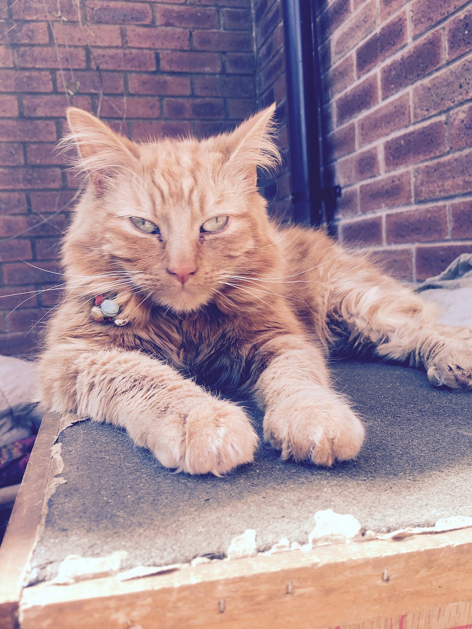 Chester joined the competition — help win amazing prizes! box, brickwork, carnivore, cat, claw, domestic_short_haired_cat, fawn, felidae, flooring, fur, metal, paw, plant, road_surface, sitting, small_to_medium_sized_cats, tail, whiskers, window, wood