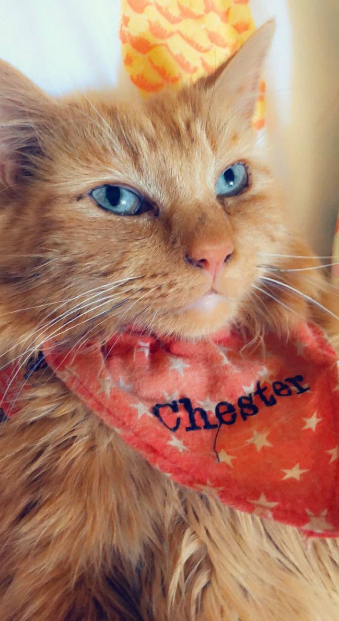 Chester is registered to the contest to win money with this photo: carnivore, cat, claw, domestic_short_haired_cat, ear, electric_blue, fang, fawn, felidae, fur, gesture, happy, iris, paw, photo_caption, selfie, small_to_medium_sized_cats, snout, whiskers