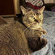 Jasper joined the competition — help win amazing prizes! cat, tabby, pet, indoor, blanket, furniture, chair, knitted_throw, relaxing, cozy, whiskers, green_eyes, fur, domestic_animal, home, comfort, resting, looking_away, texture, warm