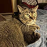 cat, tabby, pet, indoor, blanket, furniture, chair, knitted_throw, relaxing, cozy, whiskers, green_eyes, fur, domestic_animal, home, comfort, resting, looking_away, texture, warm