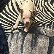 Chica is registered to the contest to win money with this photo: puppy, dog, blanket, zebra_pattern, animal, pet, fur, cute, small, young, indoor, mammal, playful, white, brown_spot, paw, tail, lying_down, texture, cozy