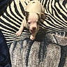 puppy, dog, blanket, zebra_pattern, animal, pet, fur, cute, small, young, indoor, mammal, playful, white, brown_spot, paw, tail, lying_down, texture, cozy
