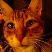 Tigrou participe au concours pour gagner de l'argent avec cette photo :