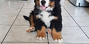 Pako a rejoint le concours — aidez-le/la à gagner de superbes lots ! animal, bernese_mountain_dog, black, bowl, brown, cute, dog, floor, fluffy, happy, household, indoor, kitchen, pet, puppy, sitting, tile, tongue_out, white, young