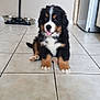 animal, bernese_mountain_dog, black, bowl, brown, cute, dog, floor, fluffy, happy, household, indoor, kitchen, pet, puppy, sitting, tile, tongue_out, white, young