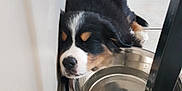 Pako participe au concours pour gagner de l'argent avec cette photo : puppy, dog, sleeping, water_bowl, stainless_steel, tile_floor, kitchen, black, white, brown, fur, pet, resting, corner, food_stand, indoor, cute, young_dog, animal, relaxing