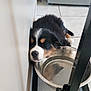 animal, black, brown, corner, cute, dog, food_stand, fur, indoor, kitchen, pet, puppy, relaxing, resting, sleeping, stainless_steel, tile_floor, water_bowl, white, young_dog