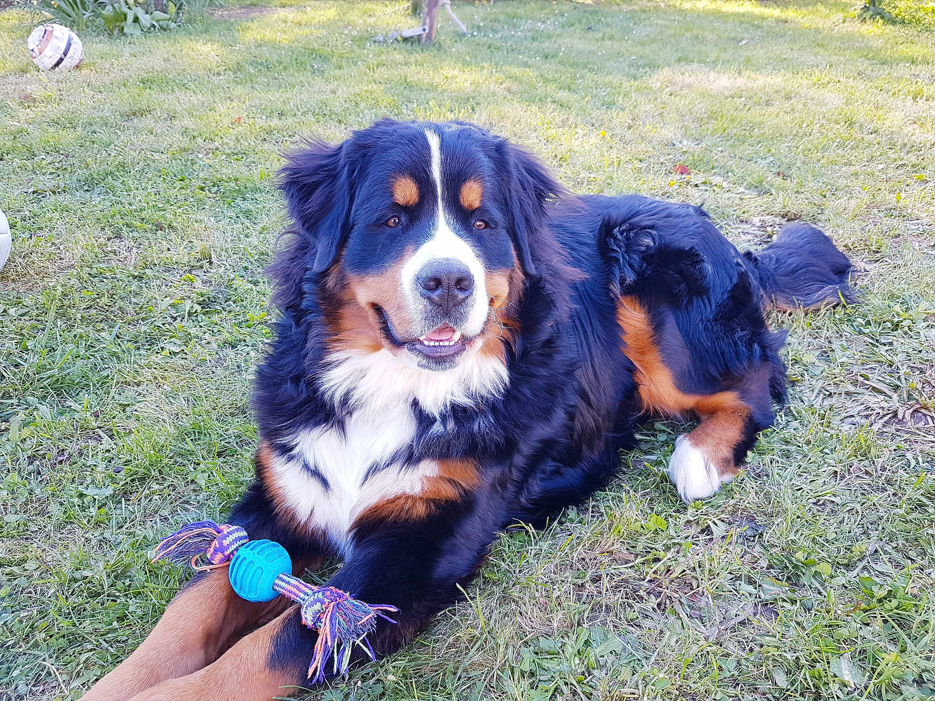 Pako a rejoint le concours — aidez-le/la à gagner de superbes lots ! dog, bernese_mountain_dog, grass, toy, rope_toy, outdoor, pet, animal, lying_down, playful, cute, fur, black, brown, white, happy, nature, daylight, relaxed, canine