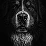 Pako a rejoint le concours — aidez-le/la à gagner de superbes lots ! dog, black_and_white, portrait, close_up, wet_fur, water_droplets, animal, pet, canine, fur, face, eyes, nose, whiskers, long_hair, majestic, dark_background, detailed, expression, studio_lighting