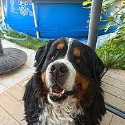 Pako participe au concours pour gagner de l'argent avec cette photo : dog, bernese_mountain_dog, pet, smiling, outdoor, wooden_deck, pool, grass, greenery, happy, fur, canine, animal, portrait, daylight, playful, closeup, tongue, teeth, background