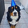 adorable, animal, bernese_mountain_dog, black_fur, blue_hat, brown_fur, canine, celebration, companion, cute, dog, looking_at_camera, outdoor, party_hat, pet, pet_accessory, portrait, sitting, tile_floor, white_fur