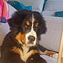 animal, bernese_mountain_dog, black_fur, brown_fur, canine, colorful_towel, couch, cute, dog, domestic, floor, fur, home, indoor, living_room, pet, portrait, puppy, relaxed, white_fur