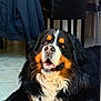 Pako a rejoint le concours — aidez-le/la à gagner de superbes lots ! dog, bernese_mountain_dog, indoor, floor, tile, black_fur, brown_fur, white_fur, long_hair, pet, mammal, canine, animal, happy, smiling, lying_down, fur, cute, domestic_animal, companion