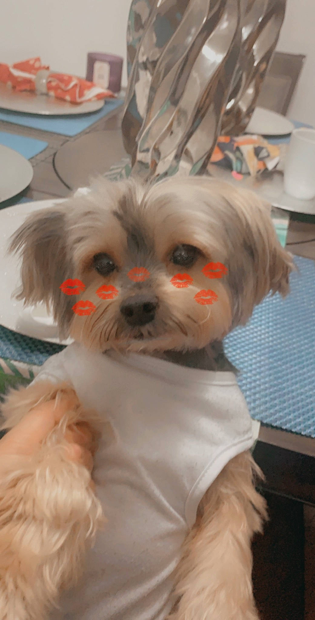 Baby Jacob joined the competition — help win amazing prizes! bolonka, canidae, carnivore, chinese_imperial_dog, companion_dog, dog, dog_breed, havanese, lhasa_apso, lowchen, mal_shi, maltepoo, maltese, mammal, morkie, pekapoo, puppy, shih_tzu, snout, toy_dog