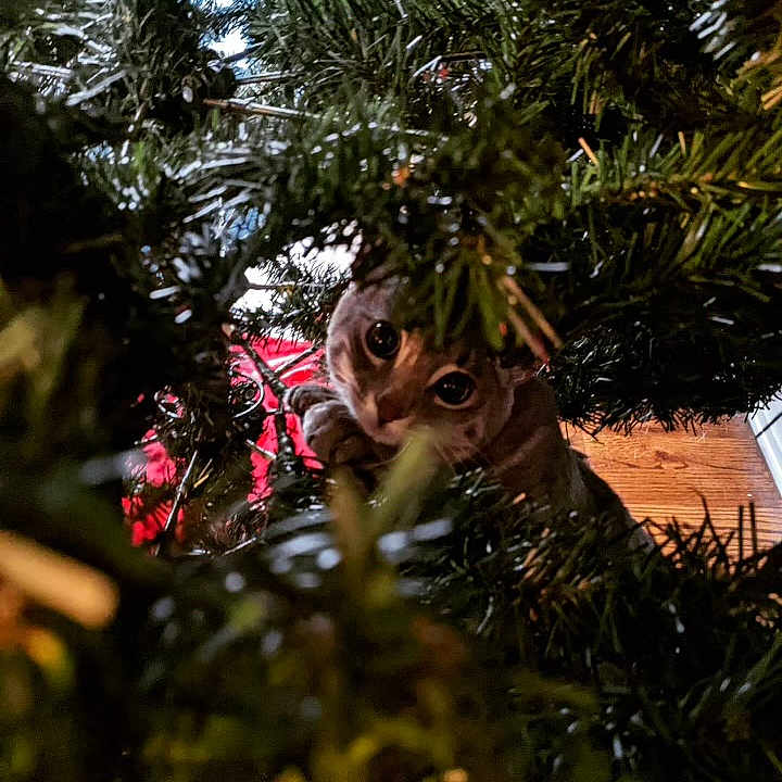 Nala is registered to the contest to win money with this photo: animal, cat, christmas_tree, close_up, curious, cute, eyes, feline, festive, greenery, holiday, indoor, mischievous, nature, paws, pet, pine_needles, playful, tree_branches, wood_floor