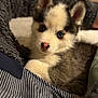Aska participe au concours pour gagner de l'argent avec cette photo : puppy, dog, husky, blue_eyes, fur, cute, pet, animal, blanket, striped_fabric, cozy, ears, face, portrait, young, indoor, comfort, snuggle, soft, resting