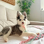 Aska participe au concours pour gagner de l'argent avec cette photo : puppy, dog, husky, blue_eyes, toy, blanket, couch, indoor, plant, pet, fur, young, cute, animal, playing, home, cozy, resting, white, pink