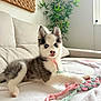 puppy, dog, husky, blue_eyes, toy, blanket, couch, indoor, plant, pet, fur, young, cute, animal, playing, home, cozy, resting, white, pink