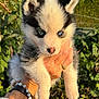 puppy, dog, husky, blue_eyes, fur, hand, bracelet, ring, outdoor, greenery, sunlight, pet, cute, animal, young, holding, portrait, nature, close_up, fluffy