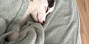 Aska participe au concours pour gagner de l'argent avec cette photo : puppy, dog, sleeping, blanket, cozy, fur, indoor, couch, resting, pet, animal, cute, comfort, soft, nap, home, relaxation, fur_pattern, green_blanket, wooden_floor