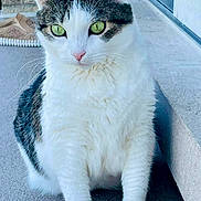 Kicia is registered to the contest to win money with this photo: cat, animal, pet, green_eyes, white_fur, grey_fur, sitting, porch, concrete, brick_wall, door, shoe, whiskers, ears, paw, feline, cute, domestic_animal, outdoor, close_up