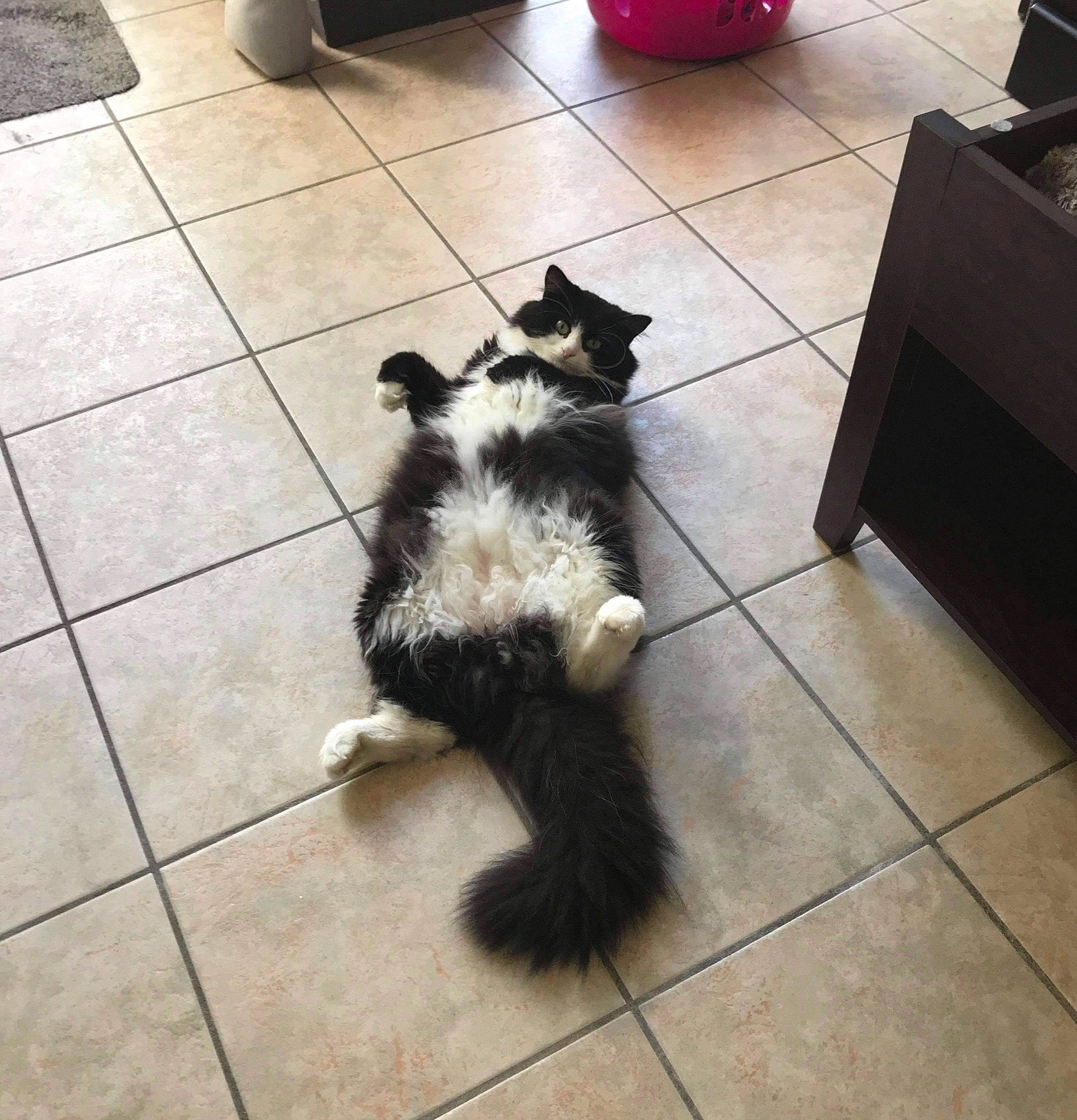 Minuit a rejoint le concours — aidez-le/la à gagner de superbes lots ! canidae, carnivore, cat, dog, dog_breed, felidae, floor, flooring, kitten, mammal, small_to_medium_sized_cats, square, tail, tile, whiskers