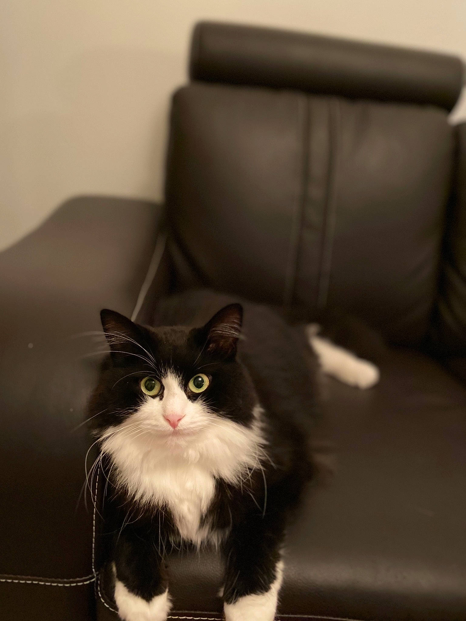 Minuit a rejoint le concours — aidez-le/la à gagner de superbes lots ! black_and_white, carnivore, cat, domestic_long_haired_cat, domestic_short_haired_cat, eye, felidae, fur, kitten, norwegian_forest_cat, ragamuffin, sitting, small_to_medium_sized_cats, whiskers