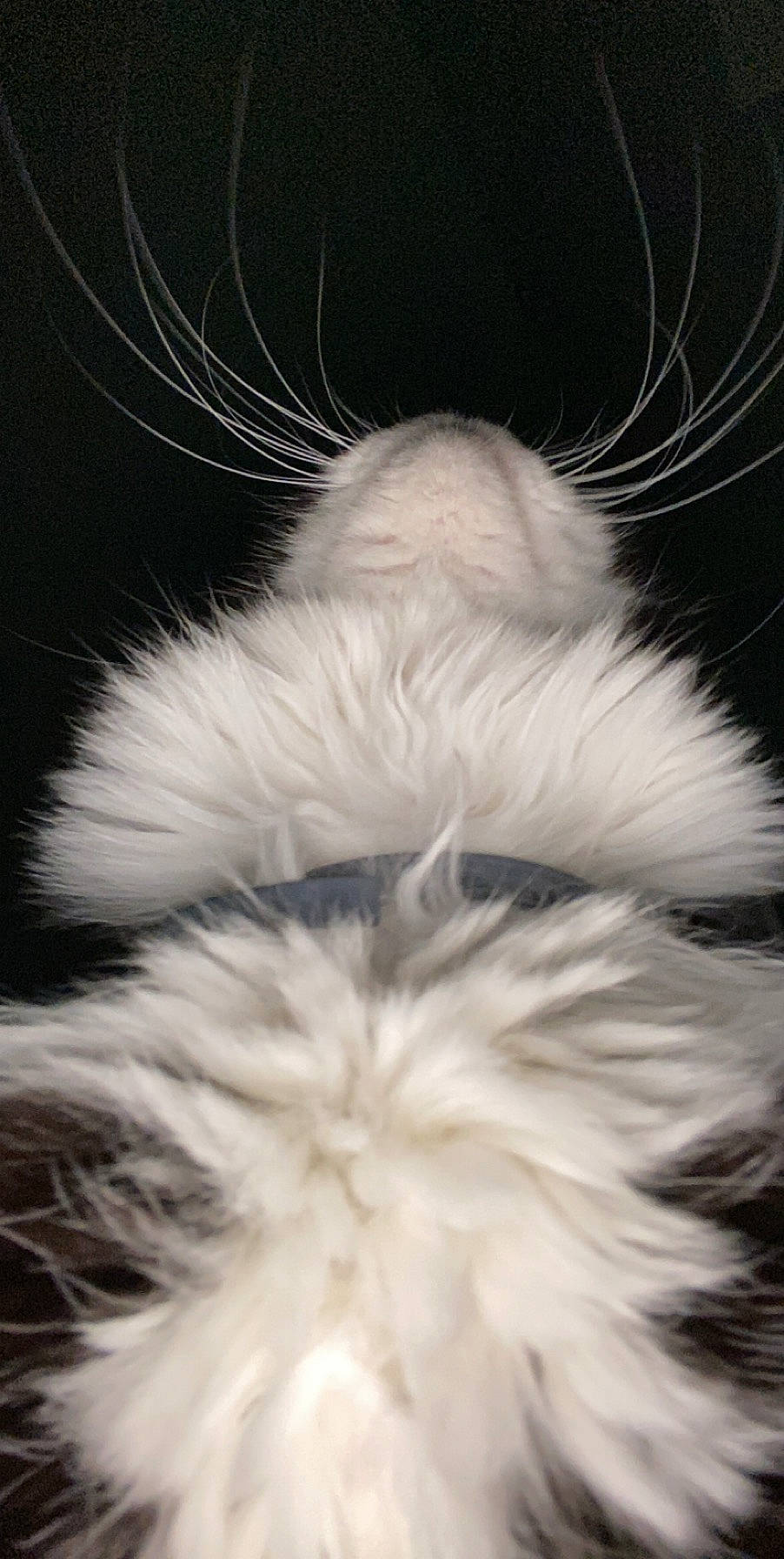 Minuit a rejoint le concours — aidez-le/la à gagner de superbes lots ! black_and_white, cat, ear, fur, fur_clothing, tail, textile, whiskers