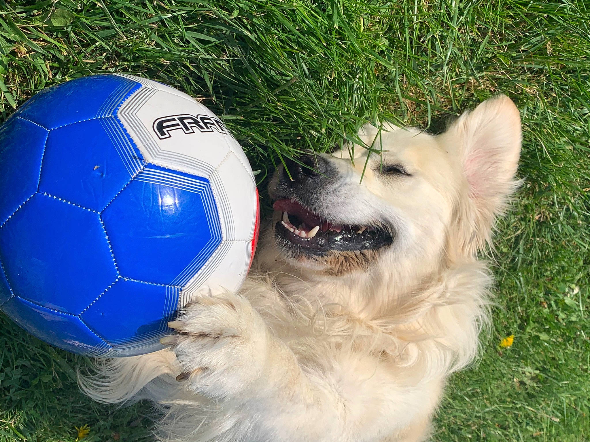 Handy participe au concours pour gagner de l'argent avec cette photo : ball, canidae, carnivore, companion_dog, dog, dog_breed, dog_toy, football, golden_retriever, grass, lawn, puppy, snout, soccer_ball, sporting_group, sports_equipment, tennis_ball, treibball